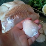 Walleye cheeks are the best eating!